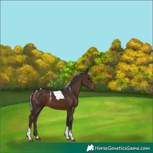 Horse Color:Powder White Silver Brown Tobiano 