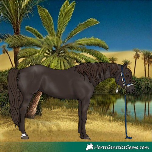 Horse Color:Liver Chestnut 