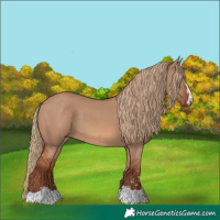 Horse Color:Red Dun 