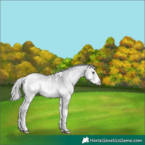 Horse Color:White Spotted Silver Grullo Chinchilla Onyx Splash 