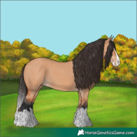 Horse Color:Bay Dun Splash 