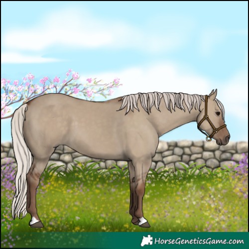 Horse Color:Silver Grullo