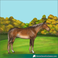 Horse Color:Chocolate Palomino 