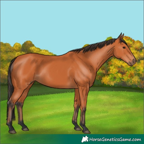 Horse Color:Bay 