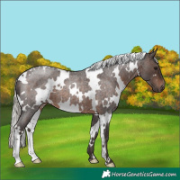 Horse Color:White Spotted Silver Brown Roan