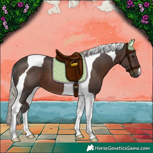 Horse Color:Silver Black Tobiano