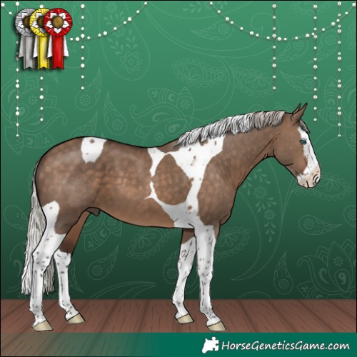 Horse Color:Silver Brown Dun Splash Tobiano 