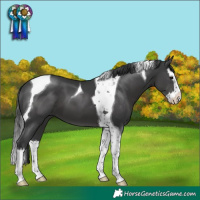 Horse Color:Black Splash Tobiano
