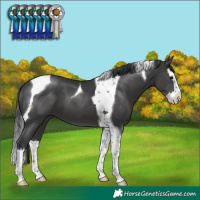 Horse Color:Black Splash Tobiano