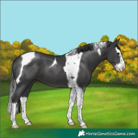 Horse Color:Black Splash Tobiano