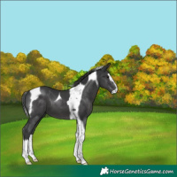 Horse Color:Black Splash Tobiano 