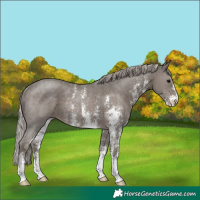 Horse Color:Silver Black Sabino Rabicano 