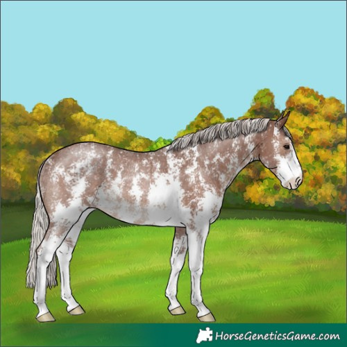 Horse Color:Silver Black Sabino Rabicano 