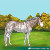 Horse Color:Silver Black Sabino Rabicano 