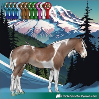 Horse Color:Silver Black Splash Tobiano 
