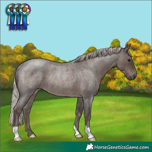 Horse Color:Silver Blue Roan Rabicano 