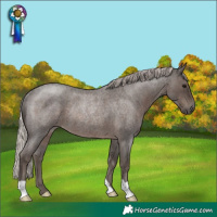 Horse Color:Silver Blue Roan Rabicano