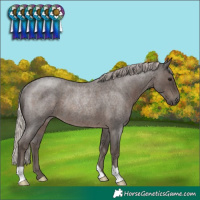 Horse Color:Silver Blue Roan Rabicano 