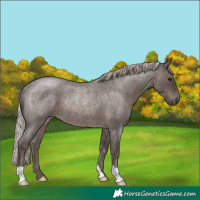 Horse Color:Silver Blue Roan Rabicano 