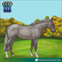Horse Color:Silver Blue Roan Rabicano 
