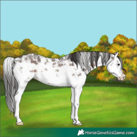 Horse Color:Liver Chestnut Sabino Splash