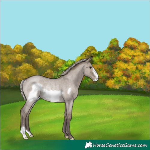 Horse Color:Silver Grullo Roan Frame Rabicano 