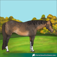 Horse Color:Unknown 