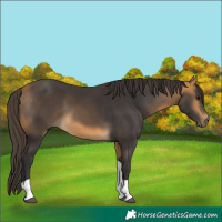 Horse Color:Unknown 