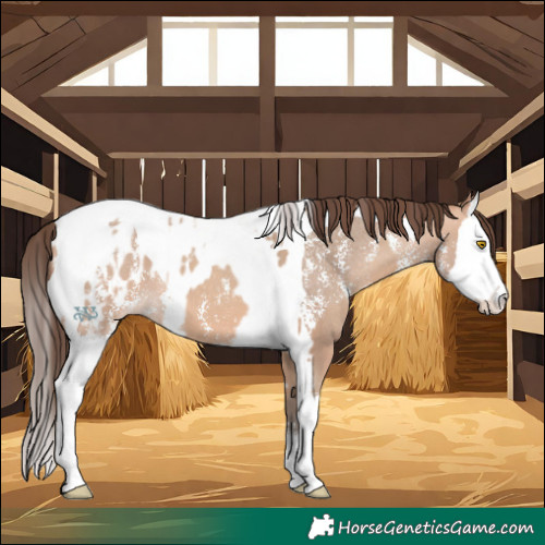 Horse Color:Amber Champagne Sabino Tobiano Blanket and Amber Champagne Sabino Splash Tobiano Blanket