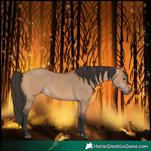 Horse Color:Bay Dun 