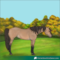 Horse Color:Bay Dun