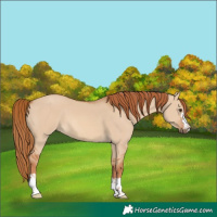 Horse Color:Red Dun