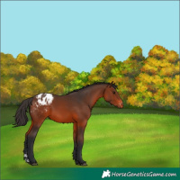 Horse Color:Brown Appaloosa Rabicano 