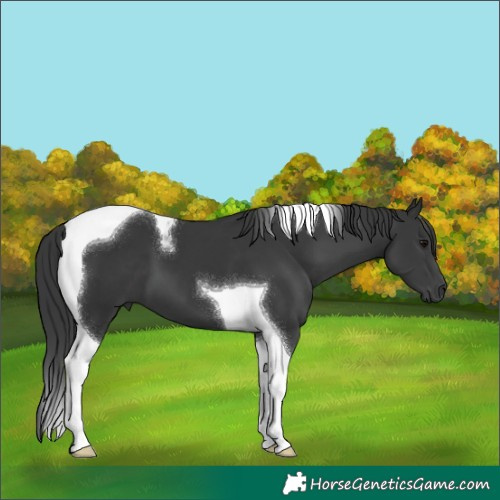 Horse Color:Black Tobiano 