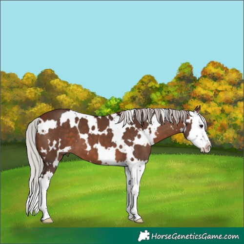 Horse Color:White Spotted Silver Brown Splash 