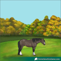 Horse Color:Brown Dun