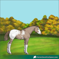 Horse Color:Liver Red Dun Splash Appaloosa 