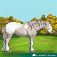 Horse Color:Liver Red Dun Splash Appaloosa 