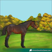Horse Color:Bay Rabicano