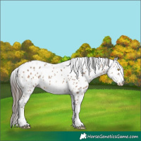 Horse Color:Amber Champagne Sabino Tobiano Leopard  and Gray Amber Champagne Sabino Tobiano Leopard 