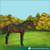 Horse Color:Brown Rabicano