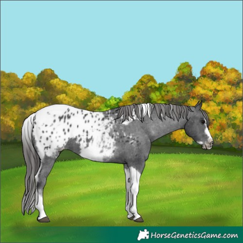 Horse Color:White Spotted Black Splash Tobiano Frame Appaloosa 