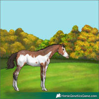 Horse Color:Bay Sabino Frame 