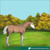 Horse Color:Silver Bay Dun Splash 