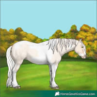 Horse Color:Silver Sable Champagne Roan Dun Splash Tobiano Frame Appaloosa Rabicano 
