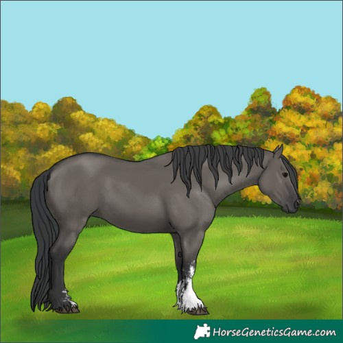 Horse Color:Grullo Sabino Rabicano