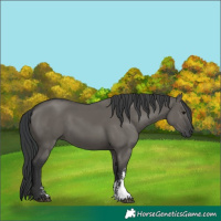 Horse Color:Grullo Sabino Rabicano 