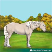 Horse Color:Cremello Tobiano 