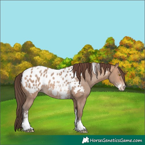 Horse Color:Amber Champagne Sabino Tobiano Appaloosa  and Amber Champagne Sabino Tobiano Appaloosa 