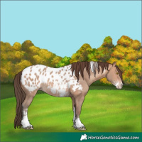 Horse Color:Amber Champagne Sabino Tobiano Appaloosa and Amber Champagne Sabino Tobiano Appaloosa